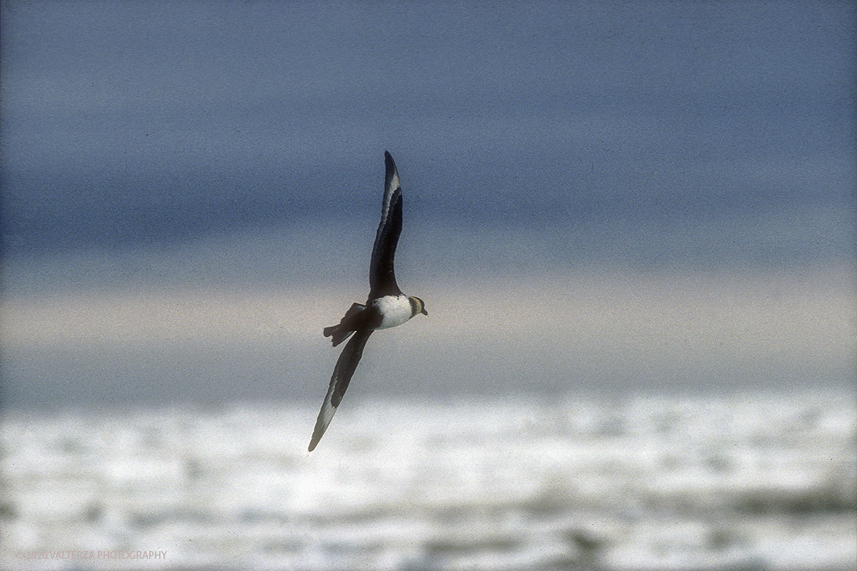 112 SIBERIA .jpg - Luglio/Agosto 1992. Siberia, terra dei Chukchi. Nell'oceano artico  125 Km a nord-est della penisola dei Chukchi (Siberia) c'Ã¨ l'isola di Wrangel, essa ospita piÃ¹ del doppio di specie vegetali (417) di qualsiasi territorio artico a paritÃ  di superficie nonchÃ¨ 30 specie diverse di uccelli oltre ad orsi polari, foche e trichechi ; per questo motivo   Ã¨ stata proclamata patrimonio dell'umanitÃ  dall'UNESCO. Nella foto isola di Wrangell  Stercorario  ( Stercorarius pomarius) in volo sulla banchisa dell'isola.